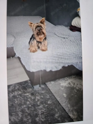 yokshire terrier toy