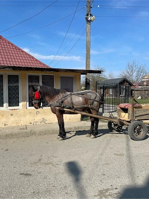 vand cal de 8 ani - imagine 2