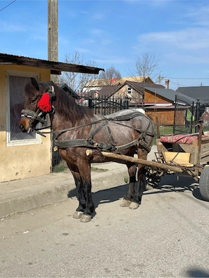 vand cal de 8 ani - imagine 3