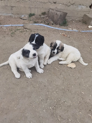 Asia Centrală  - imagine 2