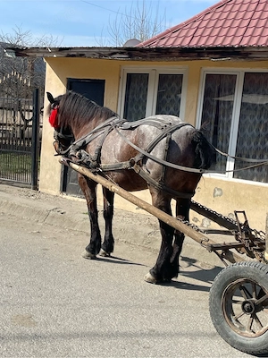 vand cal de 8 ani - imagine 5