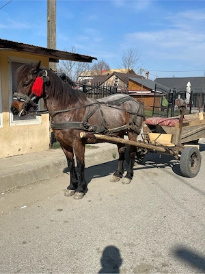 vand cal de 8 ani - imagine 4