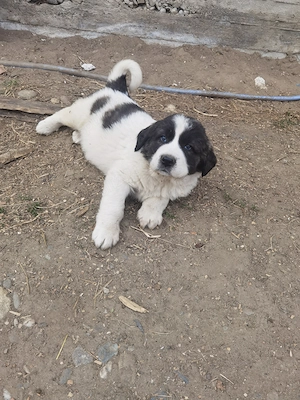 Asia Centrală  - imagine 3