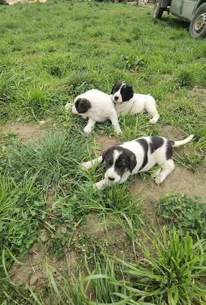 Asia Centrală  - imagine 5