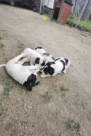 Asia Centrală  - imagine 4