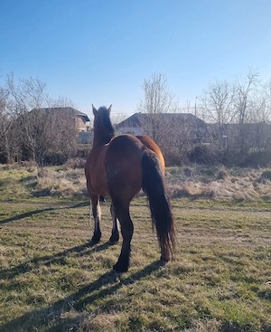 Vând o pereche de mânze  - imagine 7