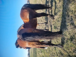 Vând o pereche de mânze  - imagine 9