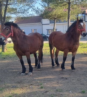 Vând o pereche de mânze  - imagine 3