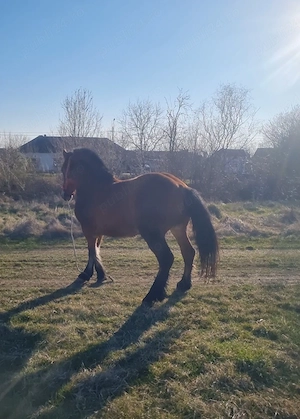 Vând o pereche de mânze  - imagine 5