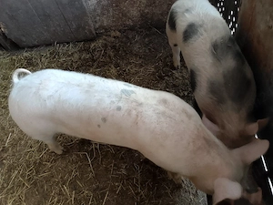 Vand 2 Scrofite Marele alb cu pietran - imagine 2