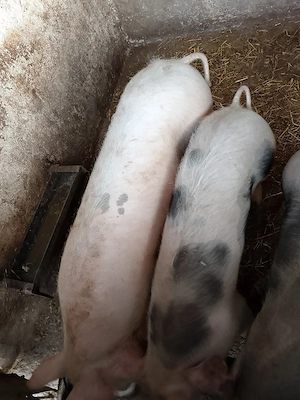 Vand 2 Scrofite Marele alb cu pietran - imagine 5