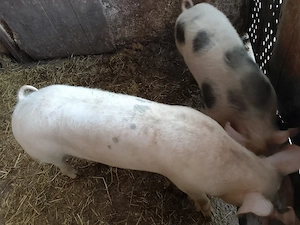 Vand 2 Scrofite Marele alb cu pietran