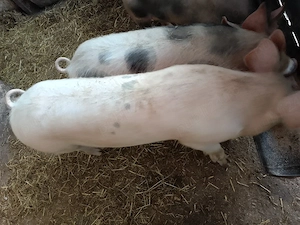 Vand 2 Scrofite Marele alb cu pietran - imagine 4