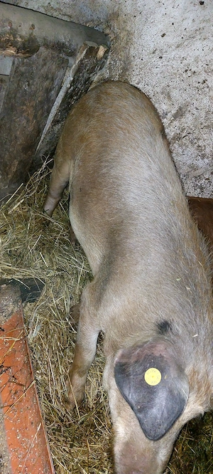 Vând 3 godini la 50 kg DUROC și bazna - imagine 5