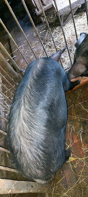 Vând 3 godini la 50 kg DUROC și bazna - imagine 3