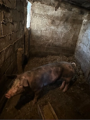 Vand porc 110-120  - imagine 2