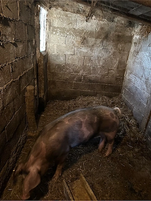 Vand porc 110-120  - imagine 3