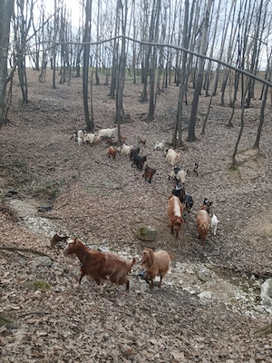 De vanzare capre cu iezi - imagine 3