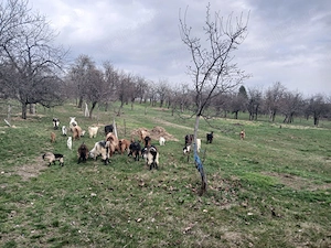 De vanzare capre cu iezi - imagine 5