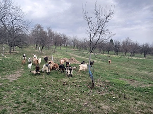 De vanzare capre cu iezi - imagine 4