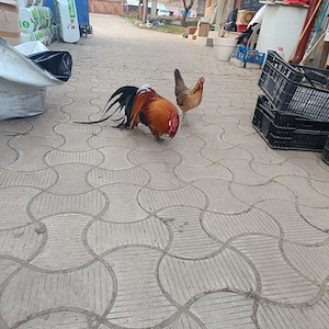 vând ouă de găini phionix