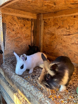 vand iepuri pitici - imagine 2