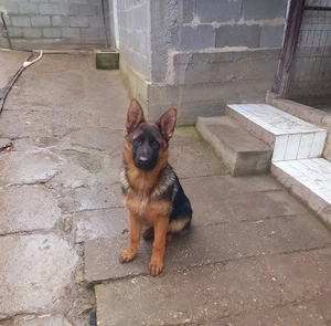 Femela ciobanesc german