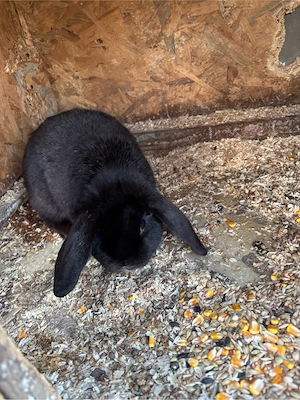 vand iepuri pitici - imagine 4