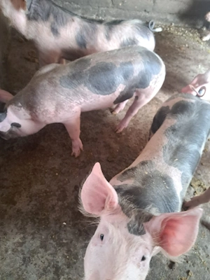 Purcei de vînzare  - imagine 2