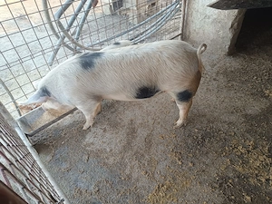 Porci de sacrificat marele alb - imagine 3