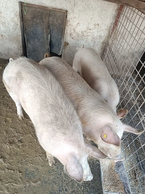 Porci de sacrificat marele alb - imagine 4