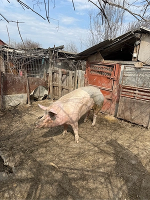 vand purcea 250 kg  - imagine 4