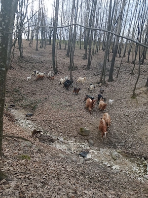 De vanzare capre cu iezi - imagine 2