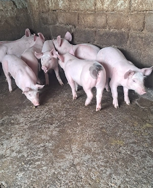 Purcei de vînzare  - imagine 2