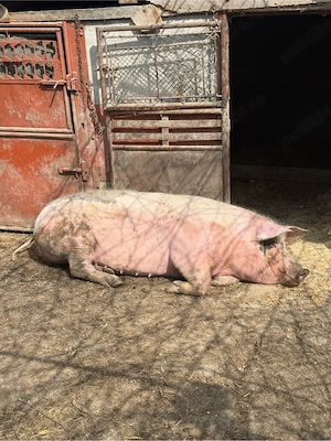 vand purcea 250 kg  - imagine 2