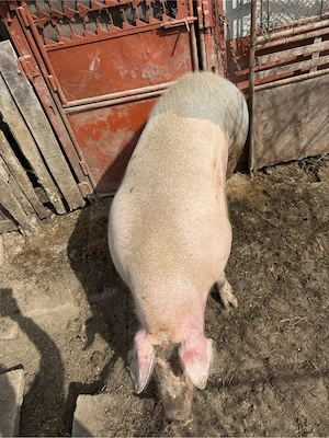 vand purcea 250 kg  - imagine 3