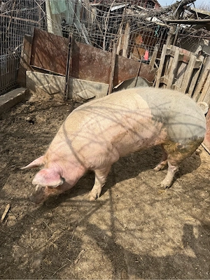 vand purcea 250 kg  - imagine 5