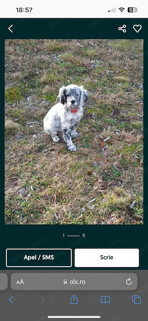 Vand setter englez - imagine 5