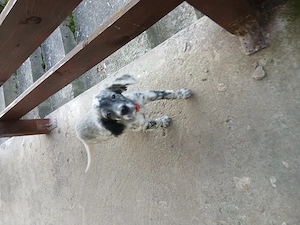 Vand setter englez - imagine 4