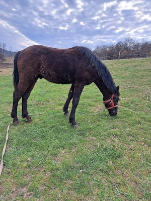 Manz de vânzare. - imagine 2