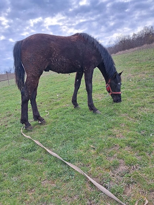 Manz de vânzare. - imagine 3