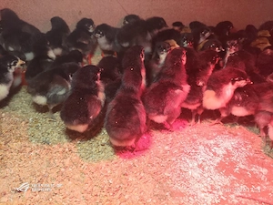 gaini de rasă si pui de rasă  - imagine 2