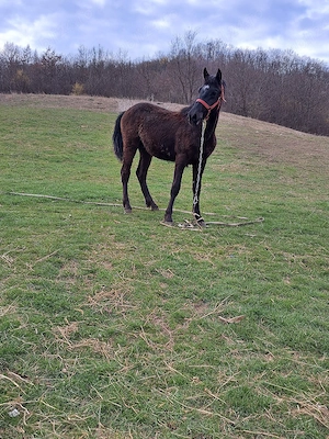 Manz de vânzare. - imagine 5