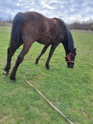 Manz de vânzare. - imagine 4