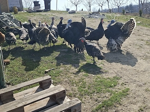 Curci de vanzare  - imagine 2