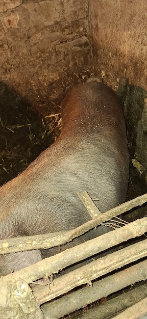 vând purcică duroc