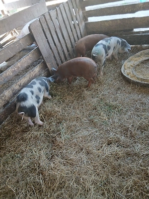 De Vânzare 4 soldani 3 purcele și on mascur  - imagine 5