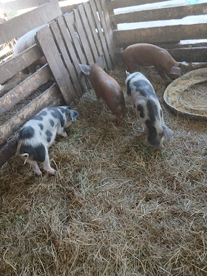 De Vânzare 4 soldani 3 purcele și on mascur 