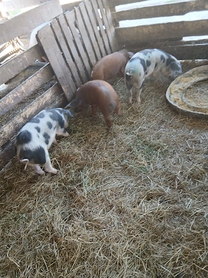 De Vânzare 4 soldani 3 purcele și on mascur  - imagine 2