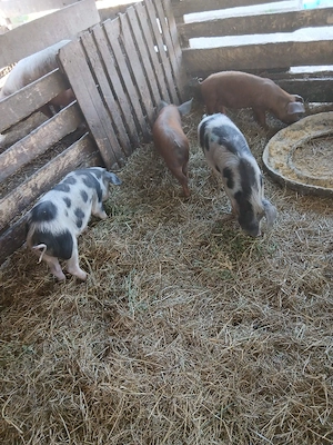 De Vânzare 4 soldani 3 purcele și on mascur  - imagine 4